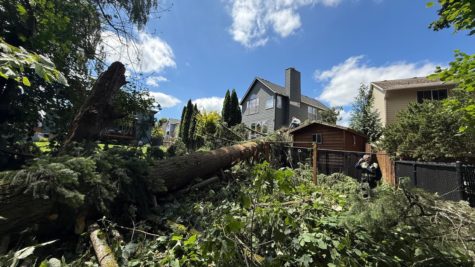 tree on house