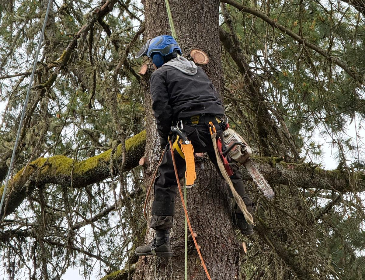 tree surgeon
