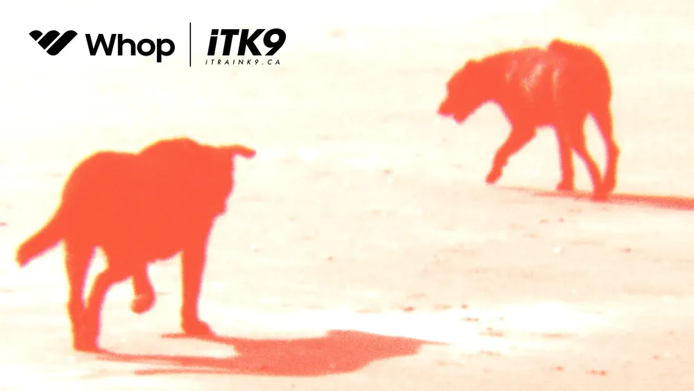 How a dog training academy with over 2500 clients runs on Whop