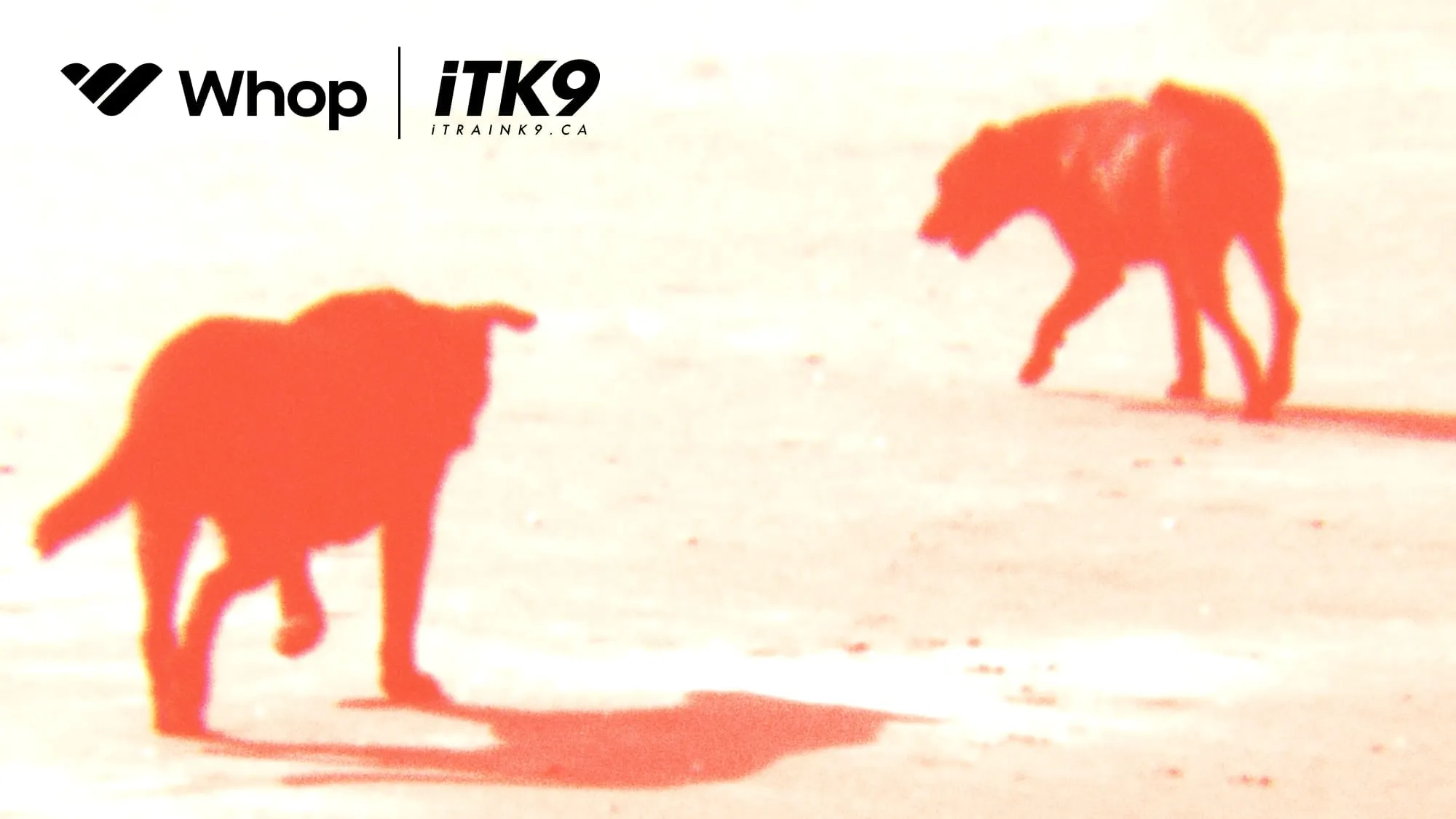 Whop x itk9