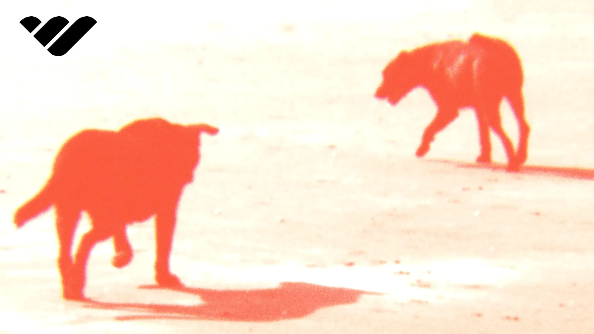 How a dog training academy with over 2500 clients runs on Whop