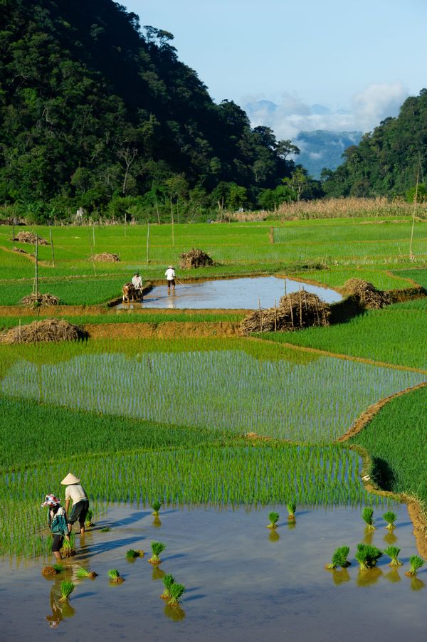 Son Village, North-West Vietnam, July 2011.