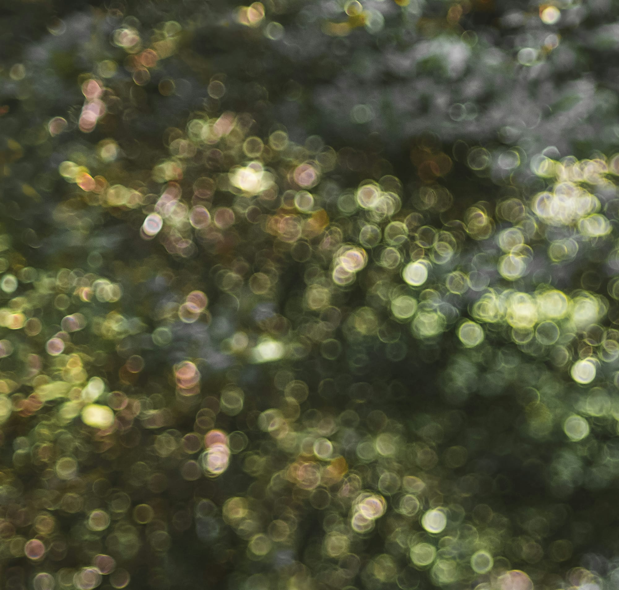 Abstract image of blurred sunlight filtering through the trees