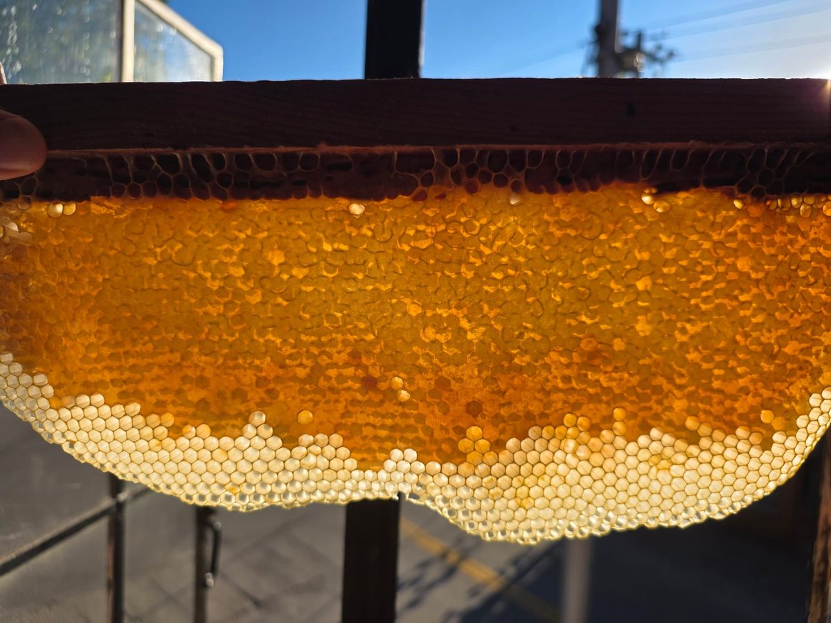 Honey Picture