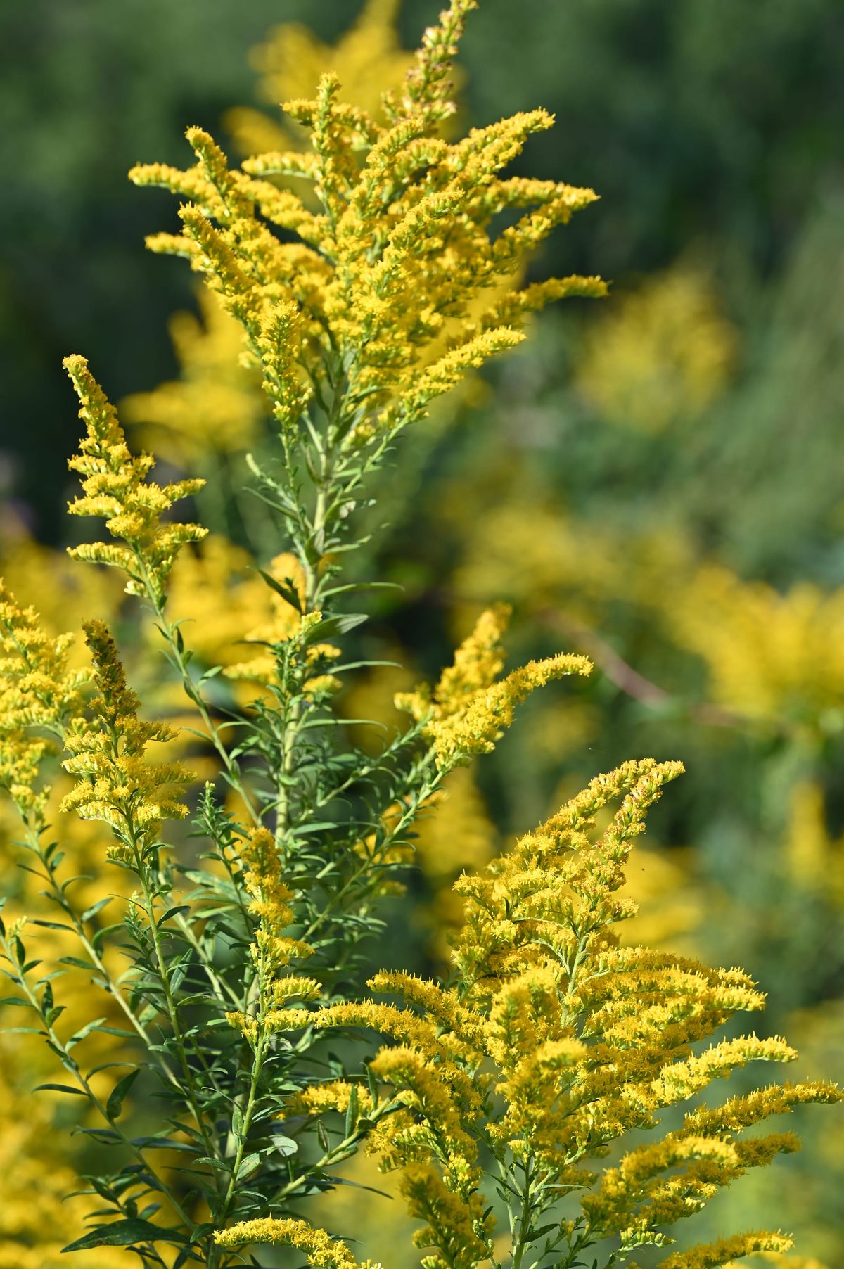 Hello Goldenrod (and ironweed)