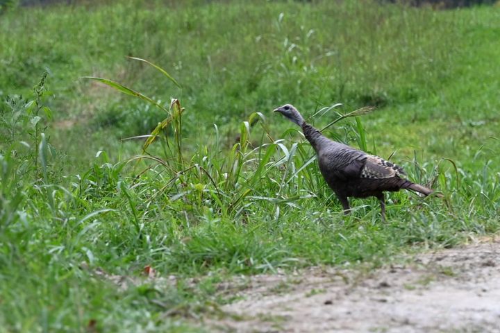 We had a turkey come and visit today.
