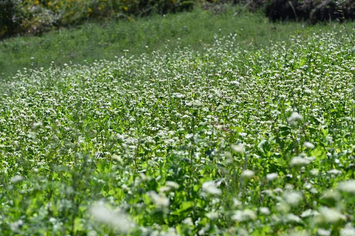 Buckwheat Blooms