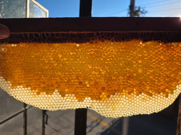 Honey Picture