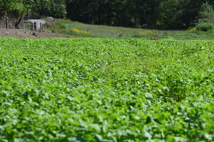 Buckwheat Success