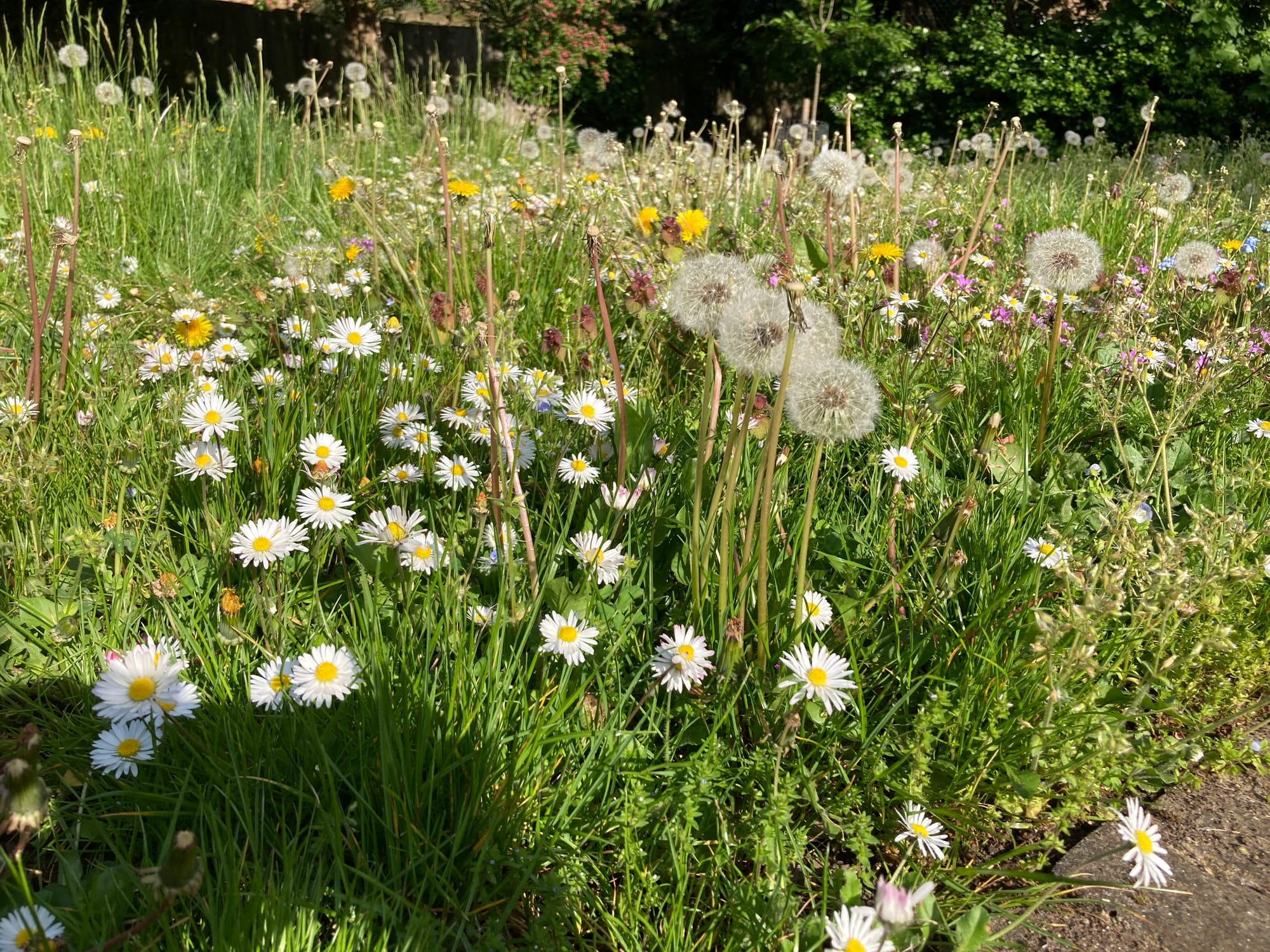 Daisies and dandelions