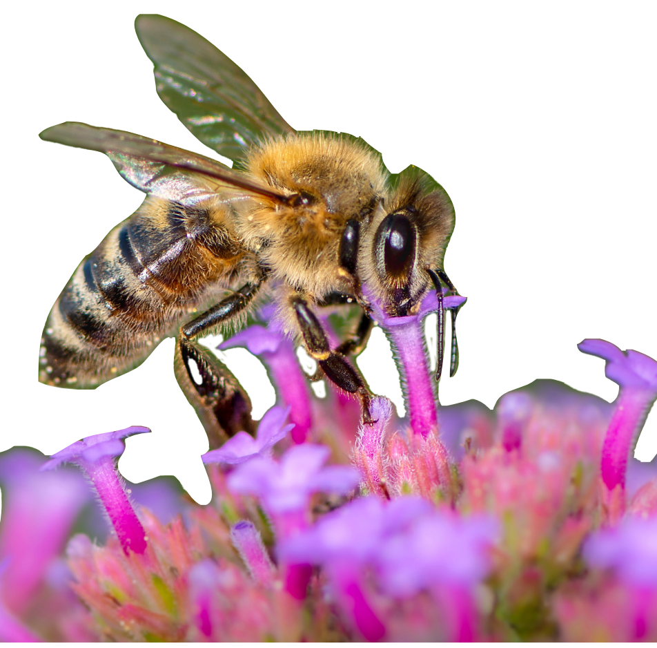 Government approval of bee killing pesticide will further drive insect decline