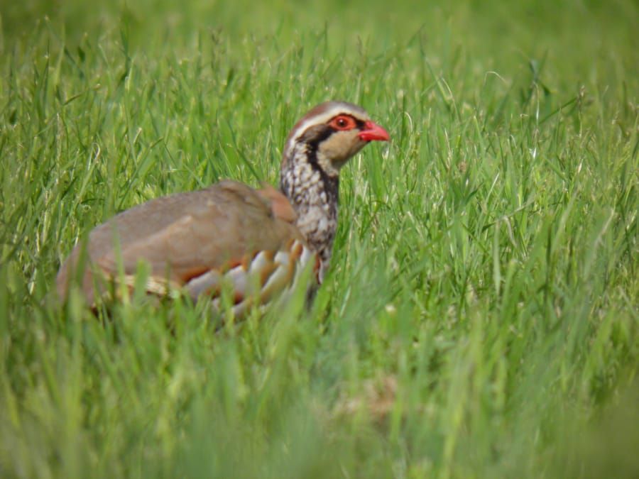Braised partridge with carrots and peas 