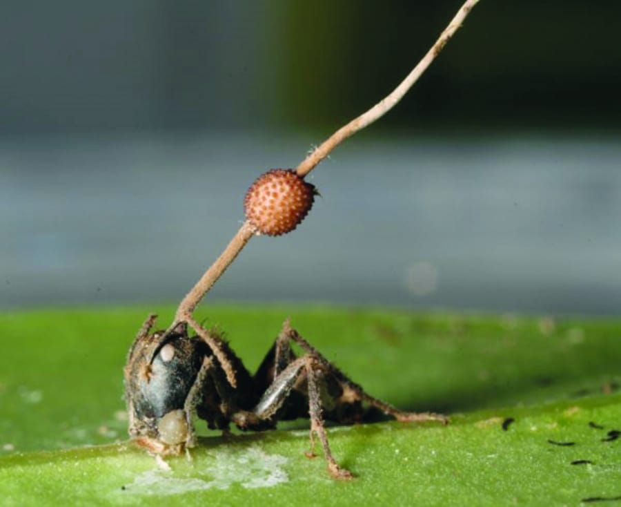 Fear Factor: Zombie ants