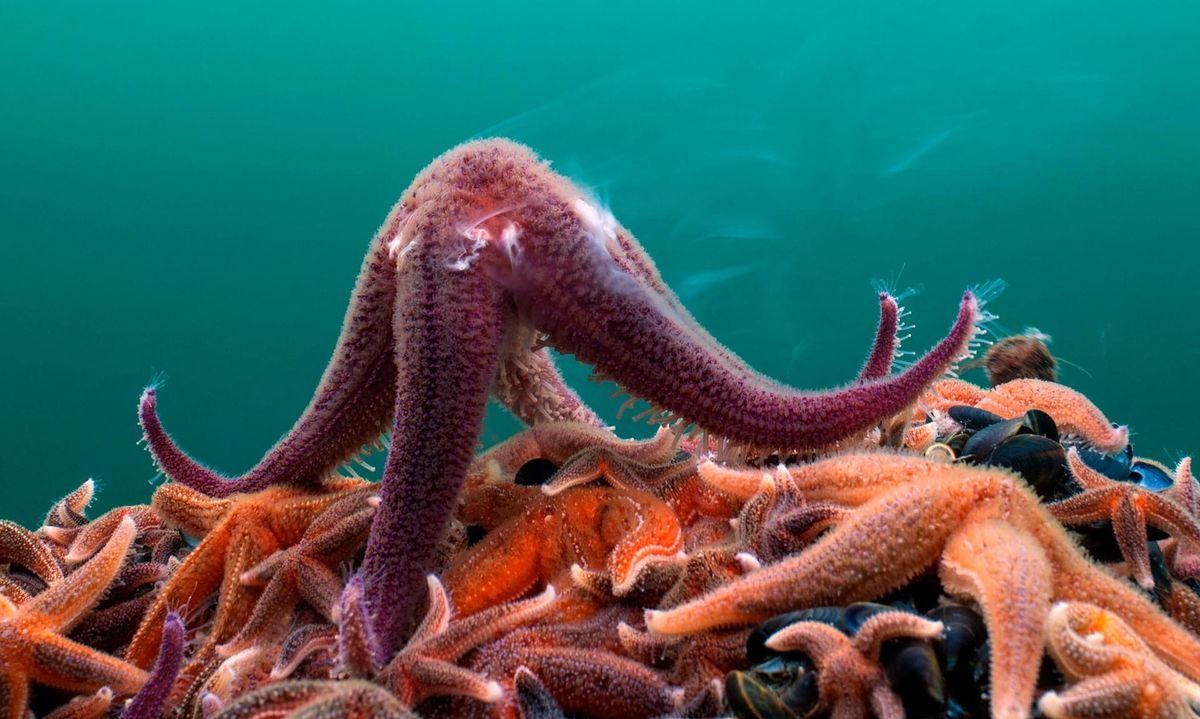 BBC’s Blue Planet II – A natural masterpiece