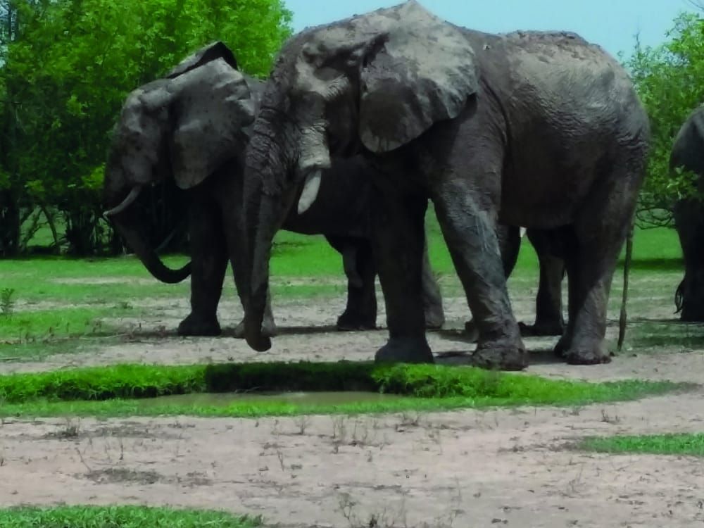 Connect with conservation – successes in 2017