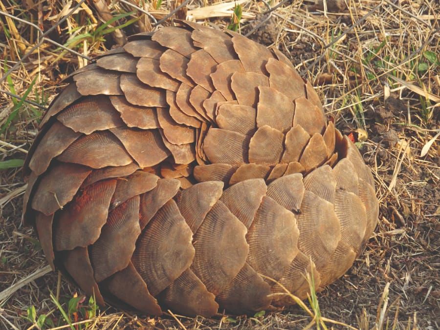 Connect with conservation – Imperilled Pangolins