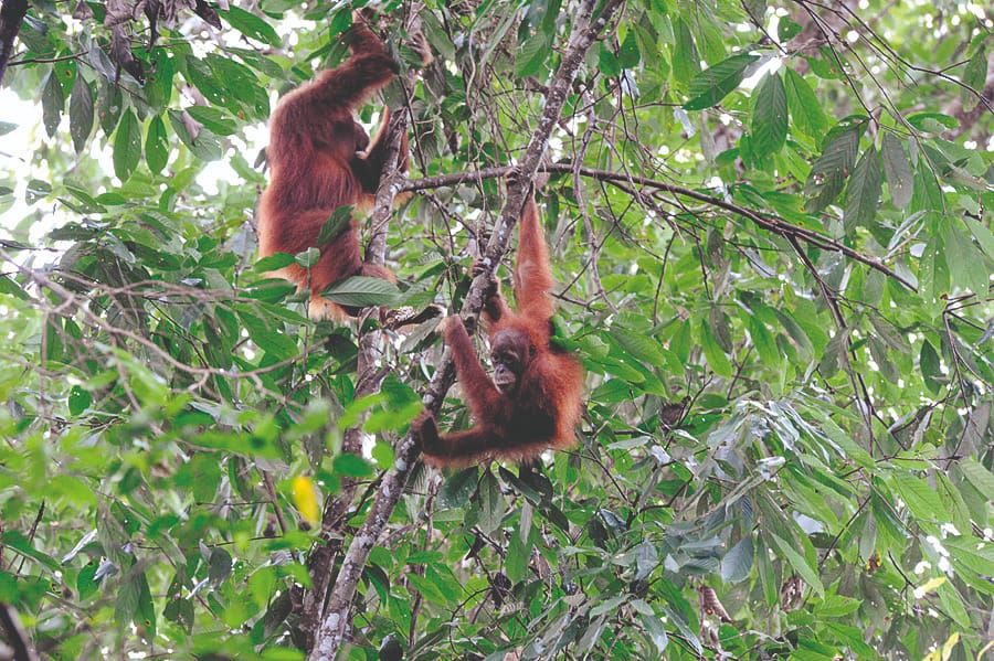 Connect with conservation – orangutan genocide