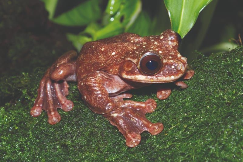 Connect with conservation – A lonely frog