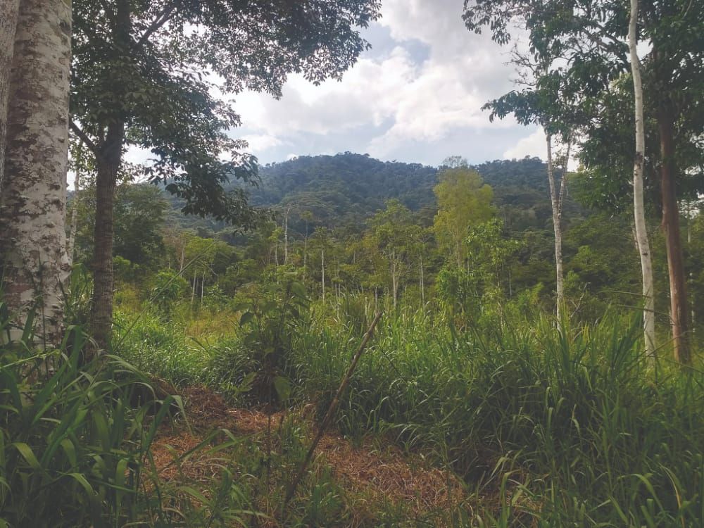 From Imperial to the Amazon jungle