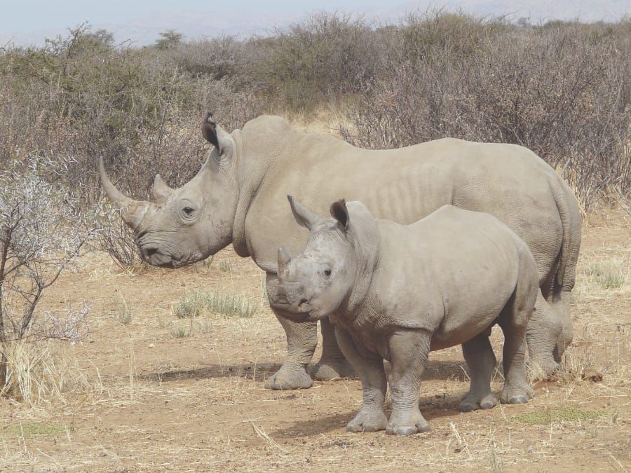 Connect with conservation – the scandal of Sudan