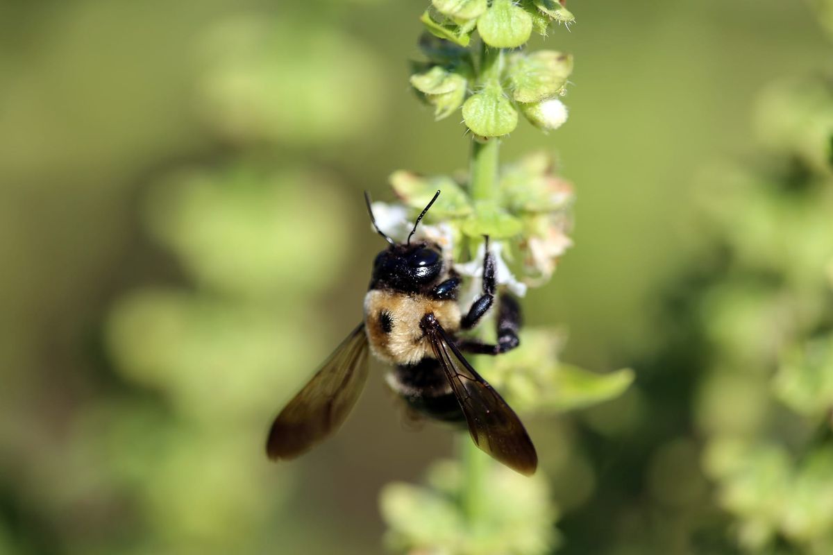 EU moves to ban neonicotinoids