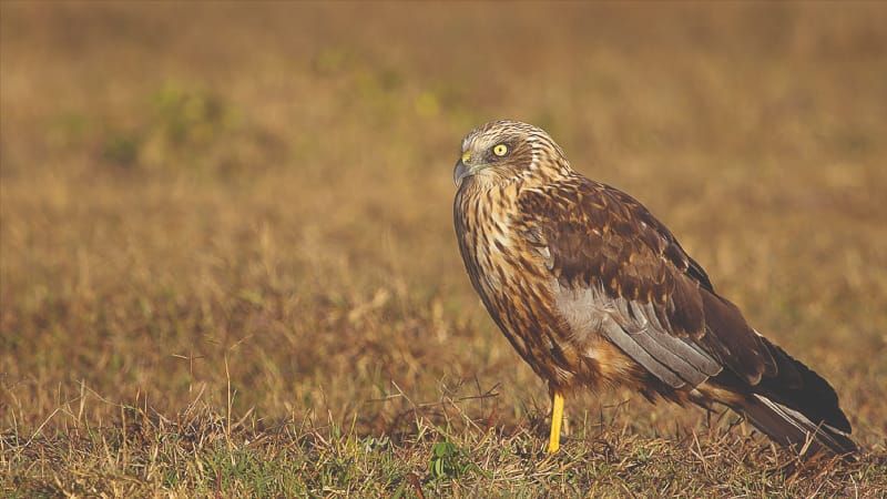 Connect with Conservation: Malta bird massacre