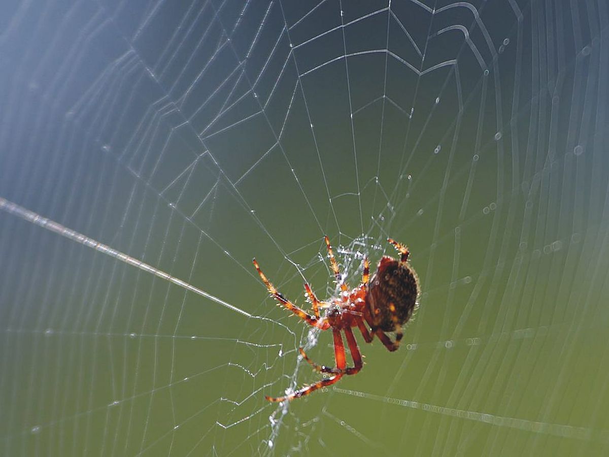Exam stress? Time to cure your fear of spiders