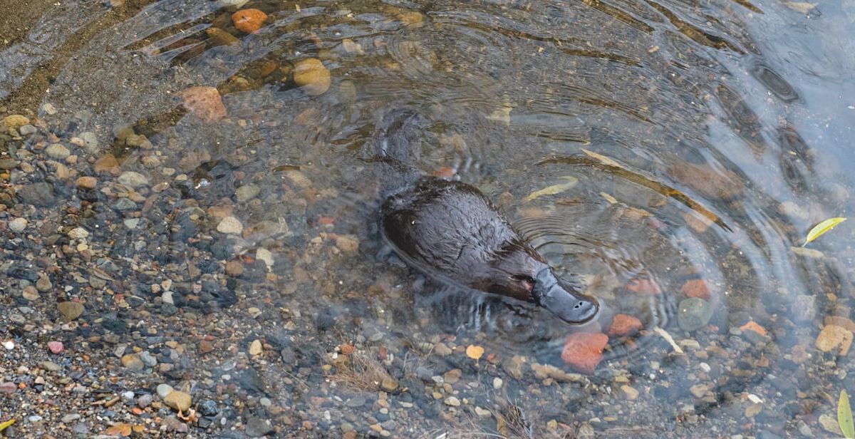 Could platypus milk help beat antibiotic resistance?