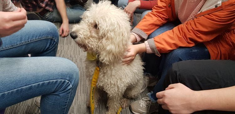 Chemistry Introduces Roxy the Therapy Dog