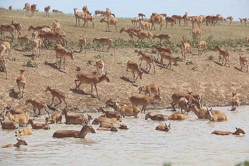 The Power of Bugs in Today’s Climate Crisis