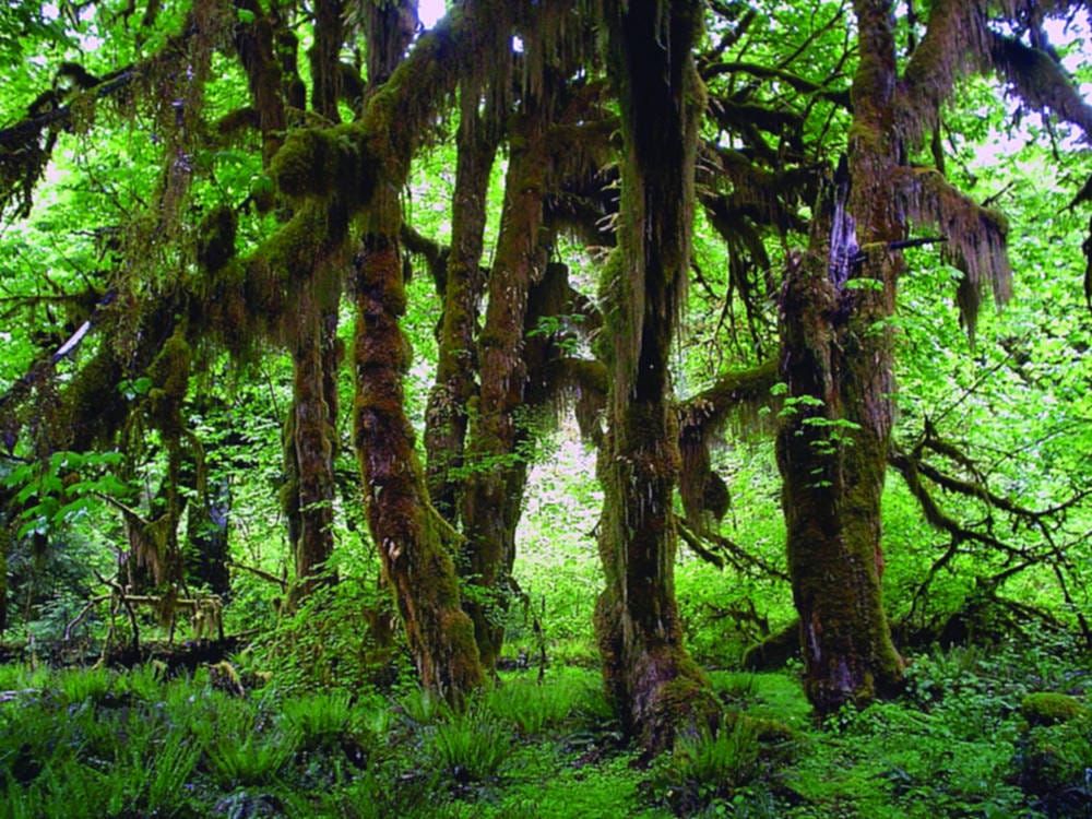 Rhys Davies just can't argue with trees