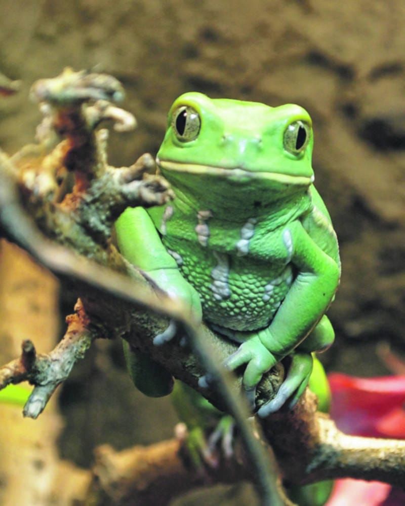 Kermit-ted to helping out