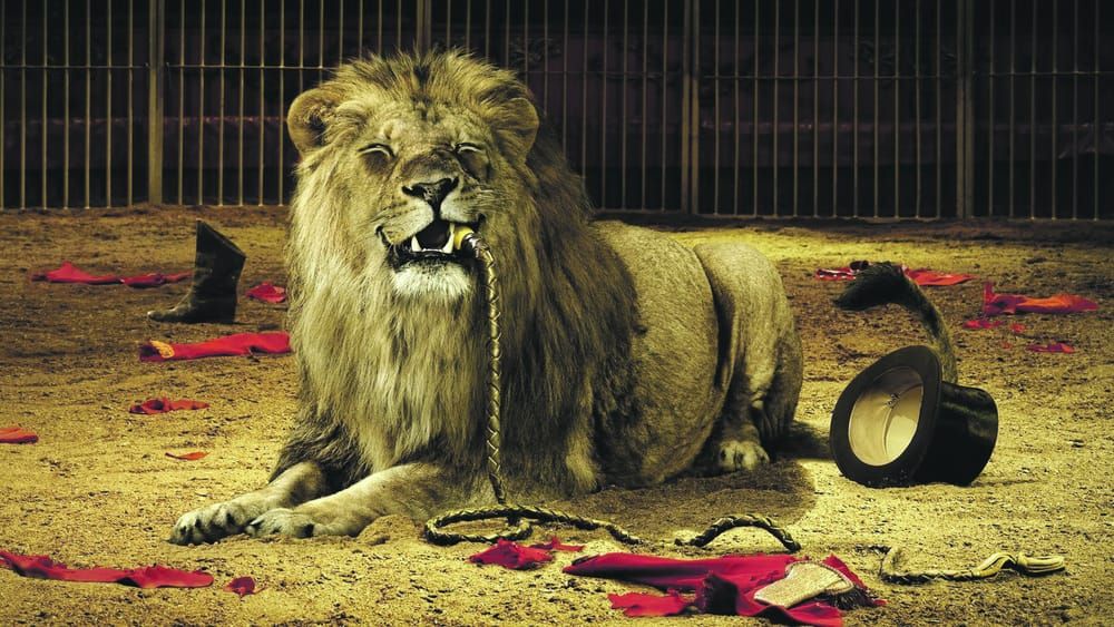 Government calls for better circus animal welfare