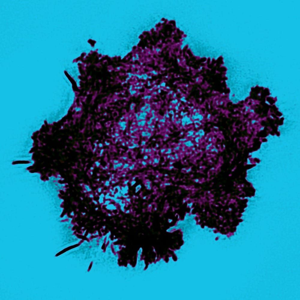 Cells captured in highest detail