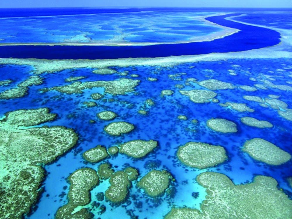 Suicidal corals know what’s coming