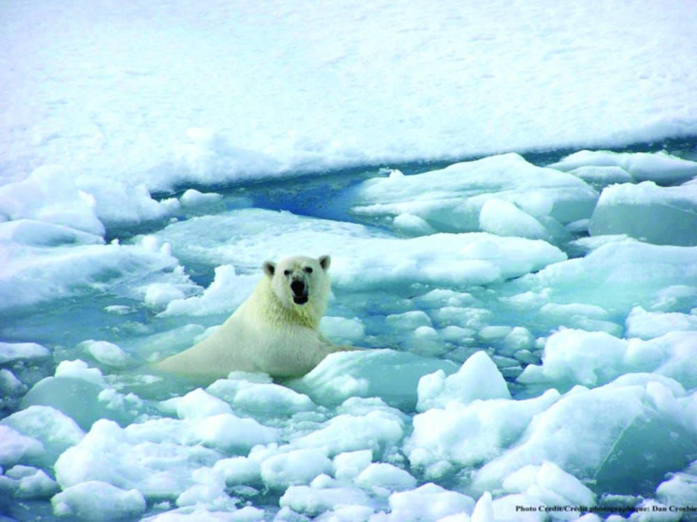 Less sea ice, more mercury