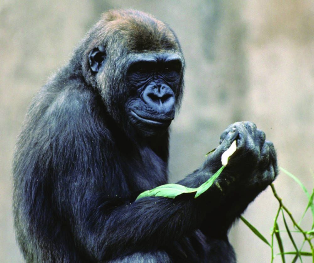 Last great ape genome sequenced
