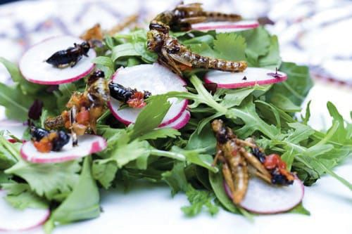 Has the time come to accept insect cuisine?