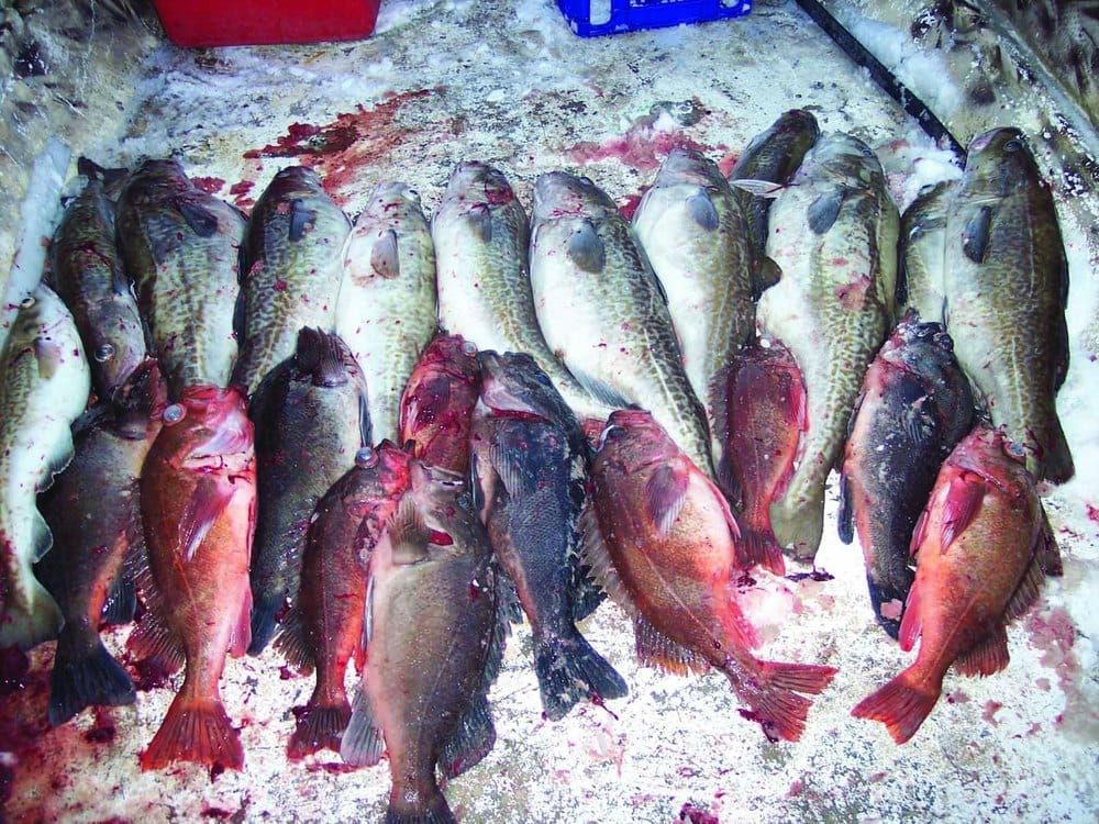 Fishing for the facts