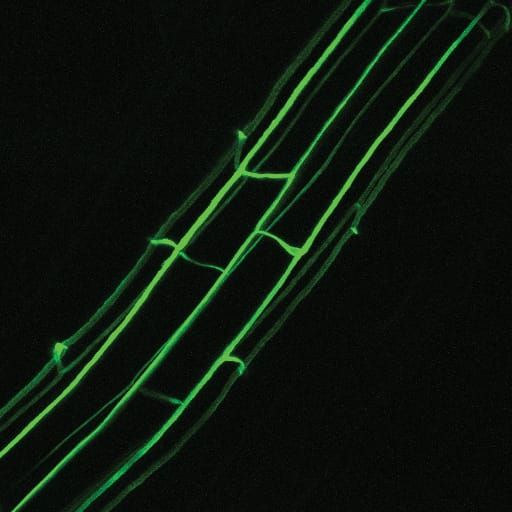 AGRI-net symposium at Imperial