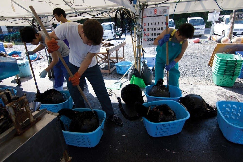 Life after the earthquake