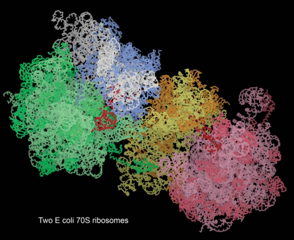 Protein-building nanomachines