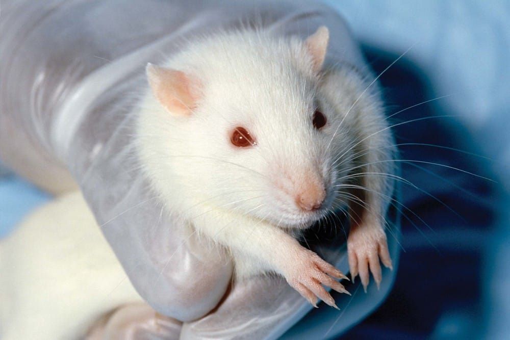 Rats get infrared ‘sixth sense’