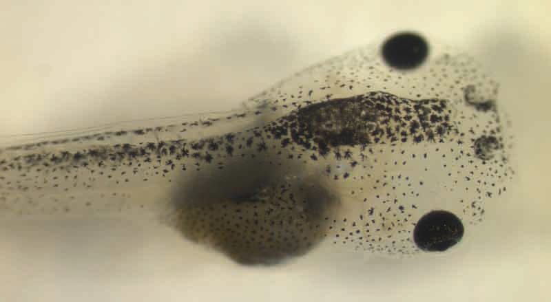 Eye eye, what have we here?