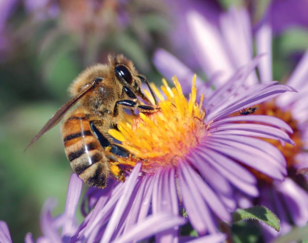 Bees feel the caffeine buzz
