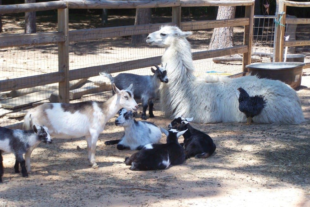 PETA complains to the Rector over Queen’s Lawn petting zoo