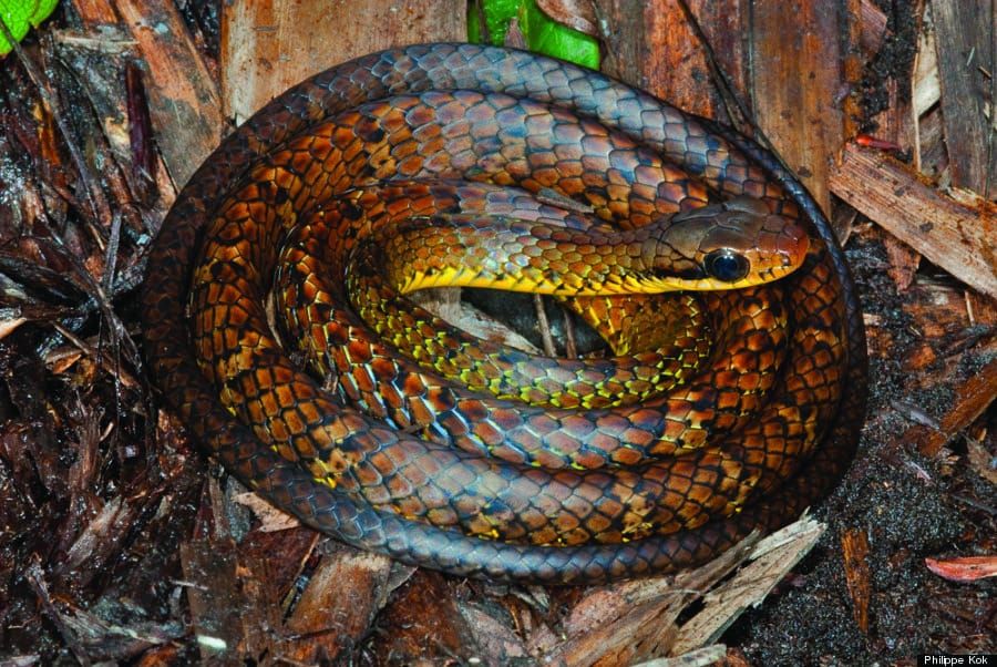 How many species are there in the world?