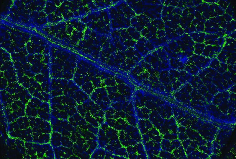 Apparently money does grow on trees