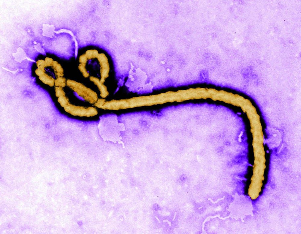 The race to find a cure for ebola
