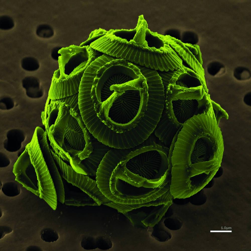 Algae: growing fuel with cells in the sea